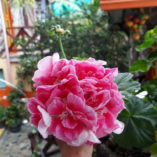 Cabanas El Rincon Paisa Hotel เฮรีโค ภายนอก รูปภาพ